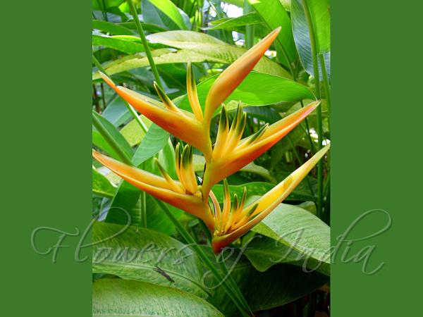 Heliconia Golden Torch